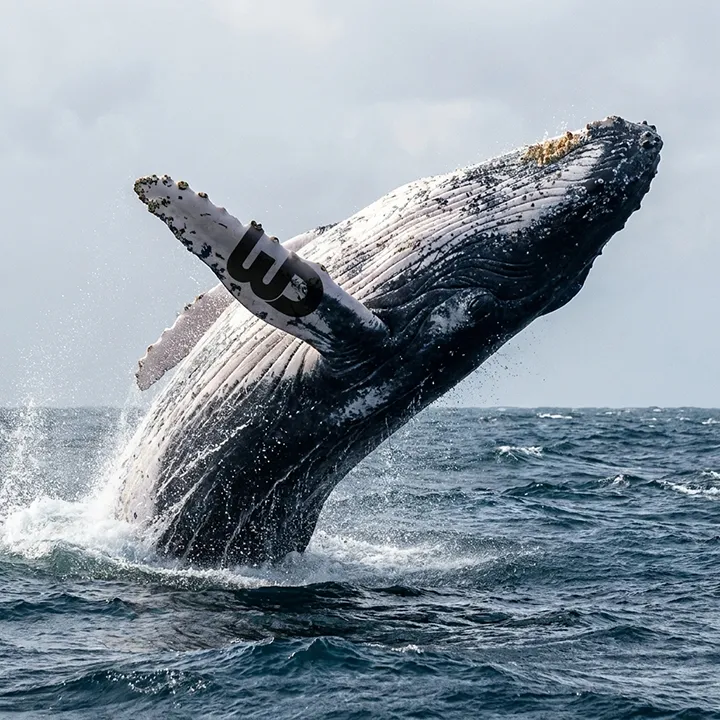 Humpback whale breaching the ocean with a black Womp Designs logo marked on its pectoral fin.